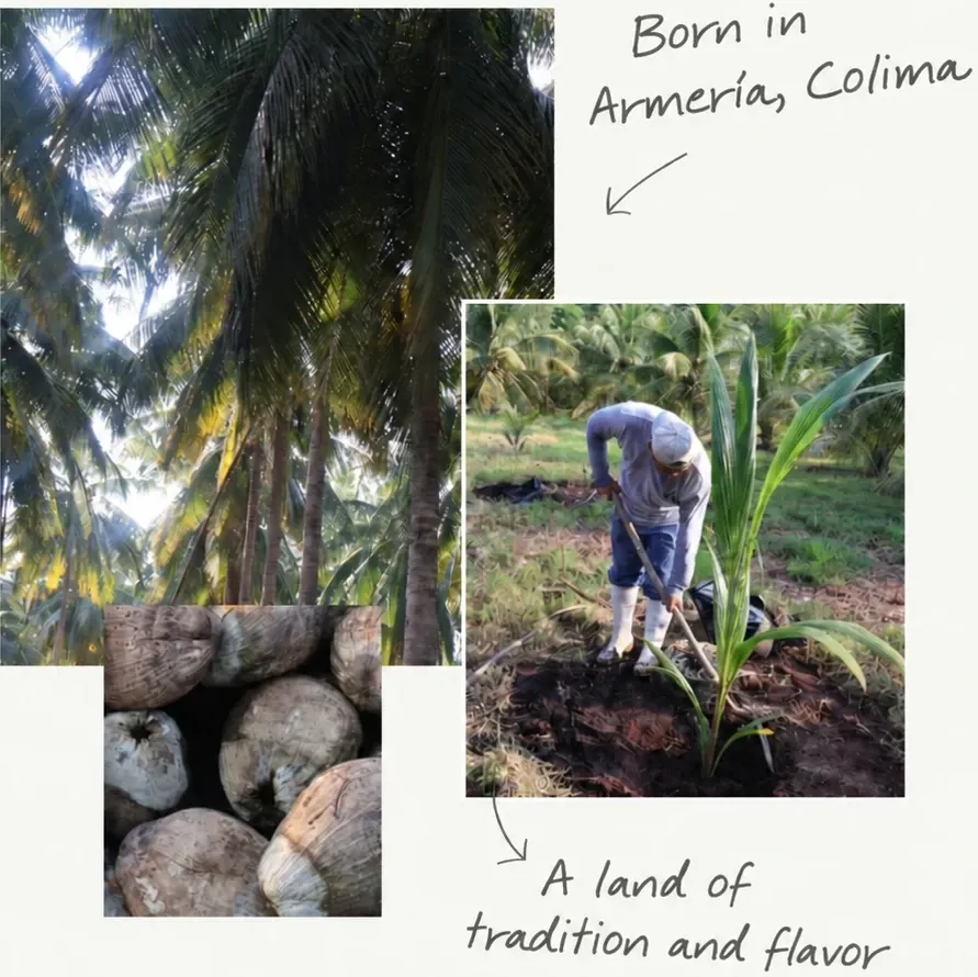 Born in Armería, Colima. A land of tradition and flavor. Palms, coconuts, and a grower planting a young palm