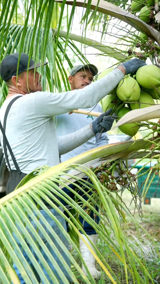 Two A de Coco growers harvesting green coconuts together beneath the palm leaves