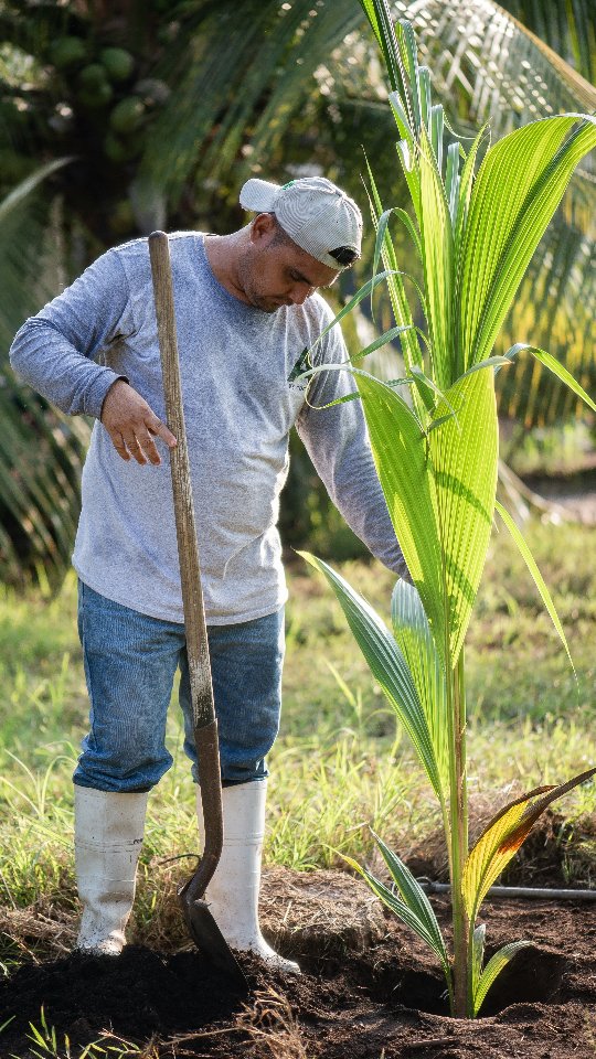 An A de Coco grower planting a young coconut palm with a shovel