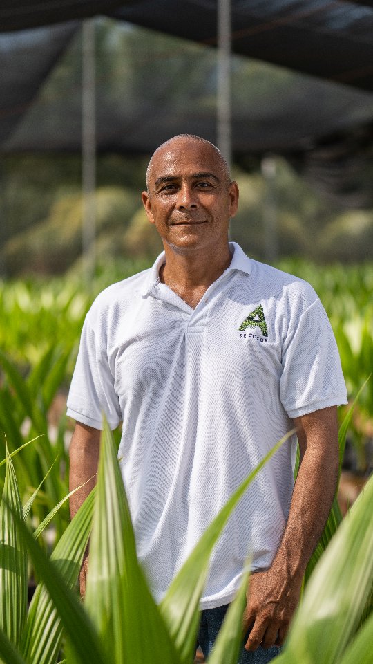 An A de Coco team member standing among young coconut palms