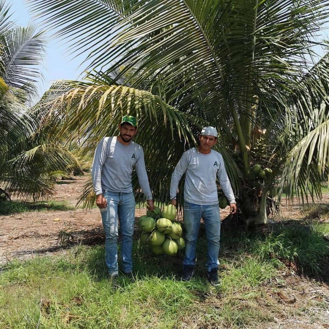 Two A de Coco growers holding freshly harvested coconuts beneath the palms