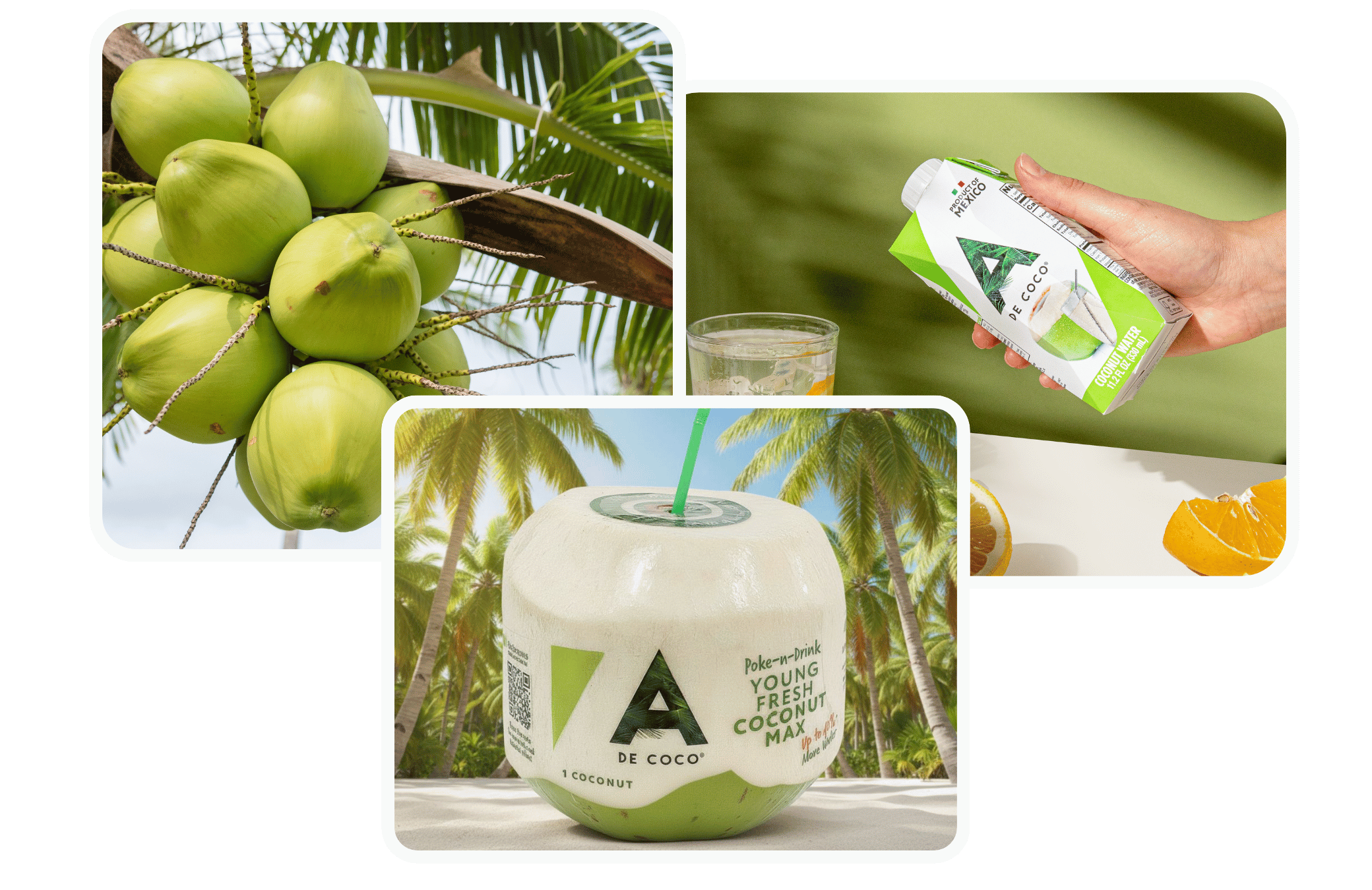 Coconuts on the palm, A de Coco coconut water, and a fresh Poke-n-Drink coconut